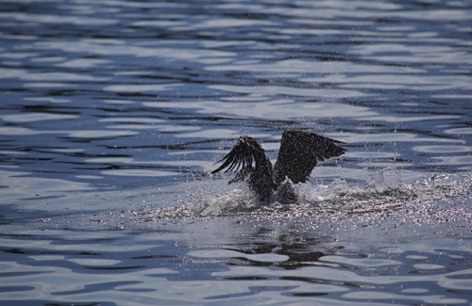 Cormorano